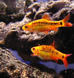 Golden Barb - Freshwater