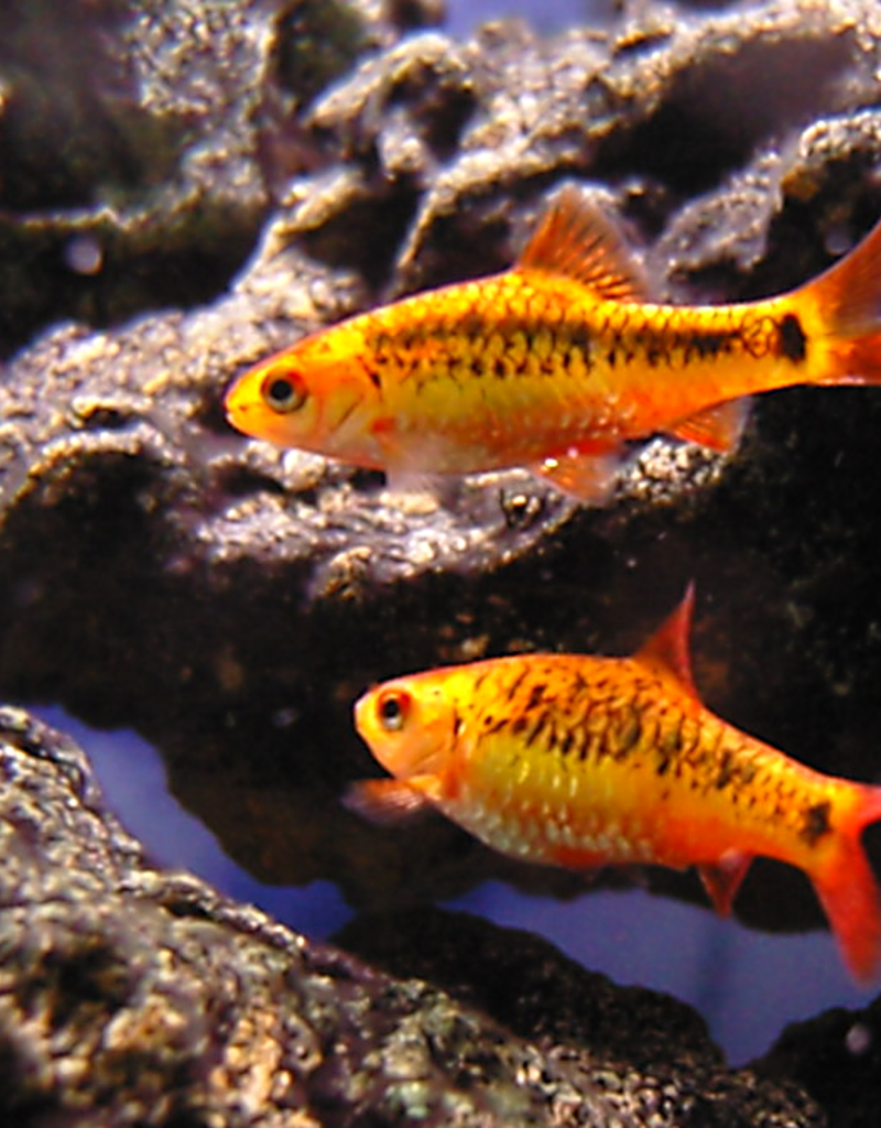 Golden Barb - Freshwater