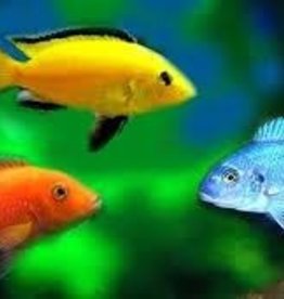 African Cichlid - Assorted - Freshwater