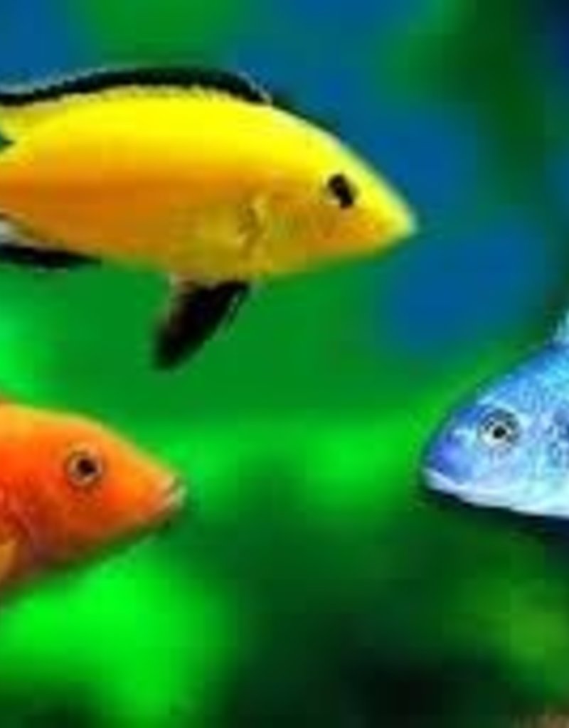 African Cichlid - Assorted - Freshwater