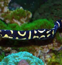 Engineer Goby -  Saltwater