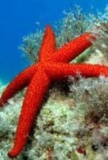 Red Echinastrea Starfish - Saltwater