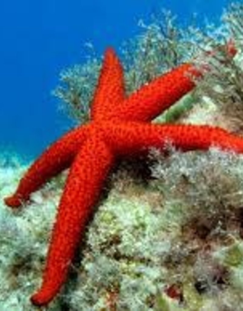 Red Echinastrea Starfish - Saltwater