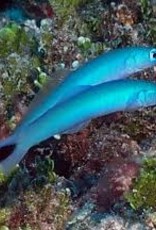 Blue Gudgeon Dartfish - Saltwater