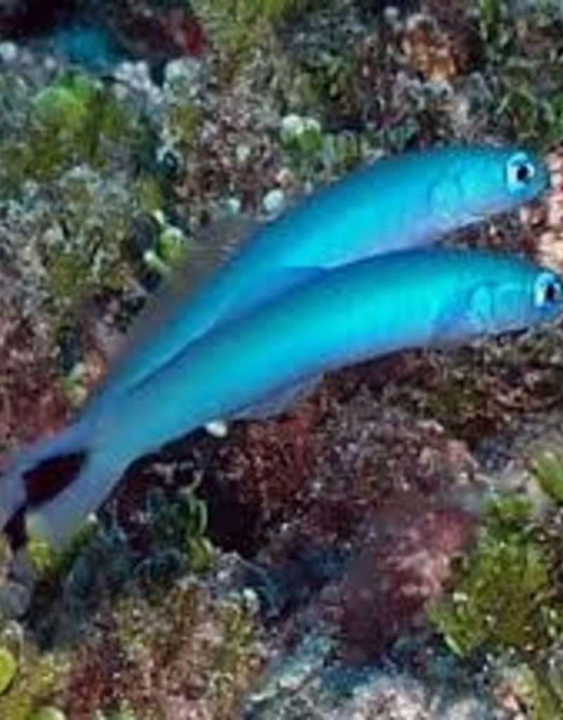 Blue Gudgeon Dartfish - Saltwater