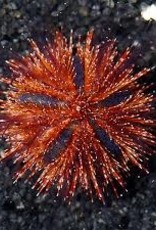 Red Tuxedo Urchin - Saltwater