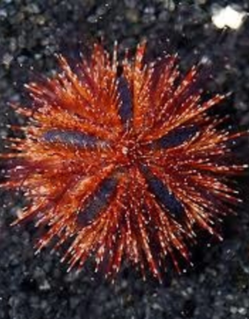 Red Tuxedo Urchin - Saltwater