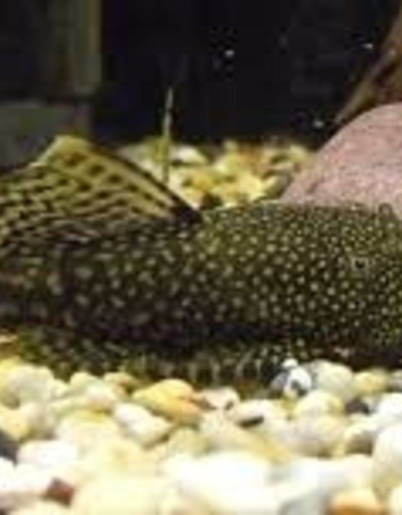 Bristlenose Pleco - Freshwater