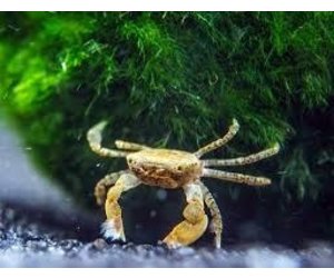 Freshwater Pom Pom Crab Pet Central Limited