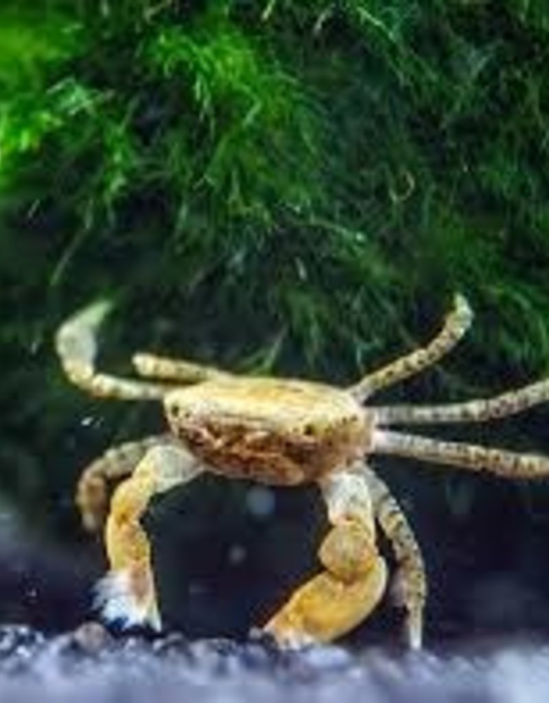 Freshwater Pom Pom Crab Pet Central Limited