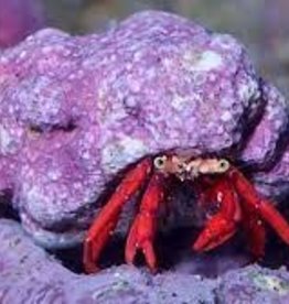 Scarlet Hermit Crab - Saltwater