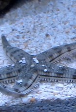 Sand Sifting Cleaner Starfish - Saltwater