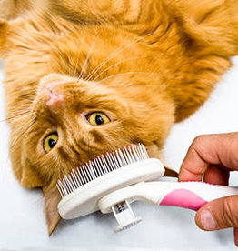 Grooming Cat