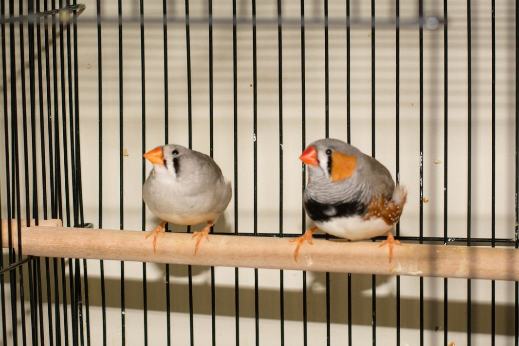 Finches