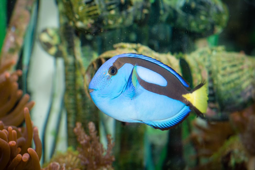 Blue Tang