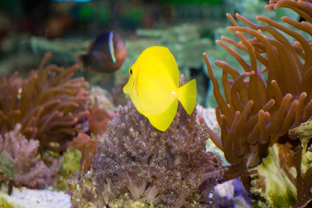 Yellow Tang