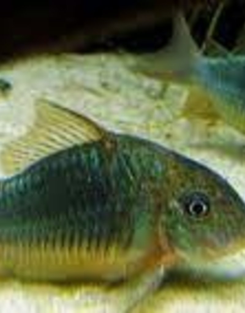 Emerald Green Corydoras Catfish - Freshwater