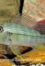 Geophagus Jurupari Cichlid - Freshwater