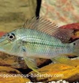 Geophagus Jurupari Cichlid - Freshwater