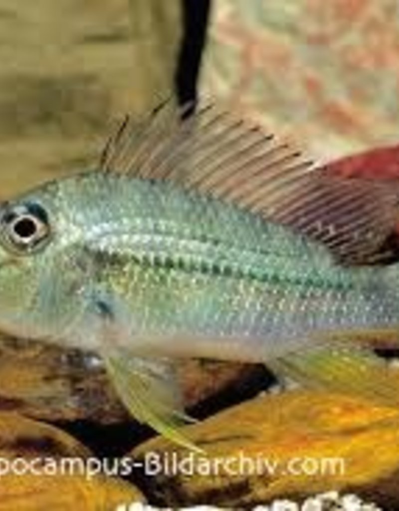 Geophagus Jurupari Cichlid - Freshwater