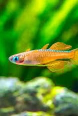 Blue-Eye Forktail (Furcata) Rainbow Fish - Freshwater