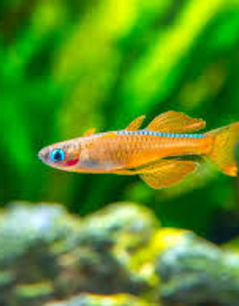 Blue-Eye Forktail (Furcata) Rainbow Fish - Freshwater