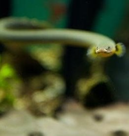 Ropefish - Freshwater