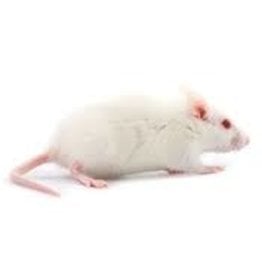 Frozen Feeder Mice - Medium/Weaned (13-18 gram)