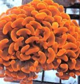 Orange Pearl Hammer Coral Frag - Saltwater