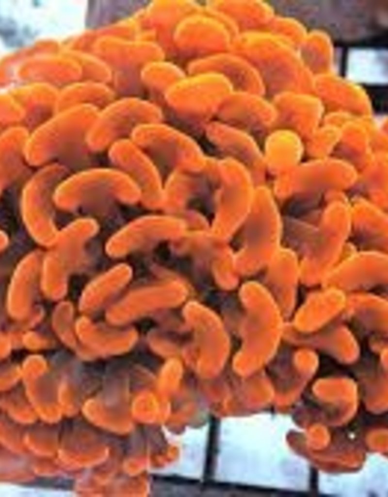 Orange Pearl Hammer Coral Frag - Saltwater