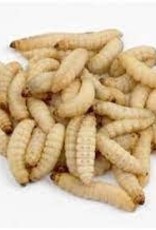 Waxworms - 250pk