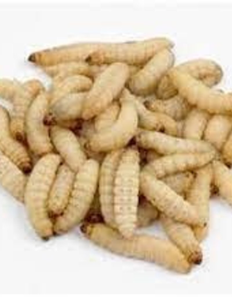 Waxworms - 250pk