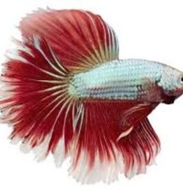 Male Veiltail Betta - Freshwater