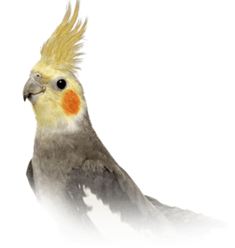 Cockatiel