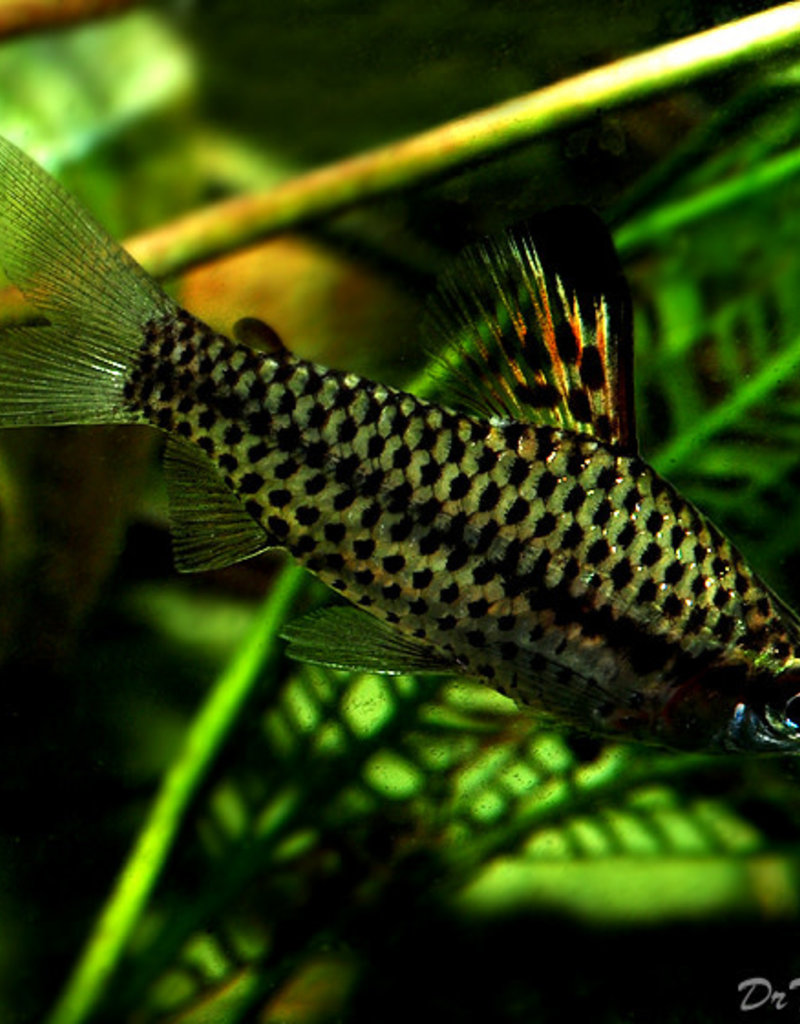 Elongated Headstander- Freshwater