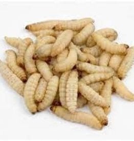 Waxworms 50pk