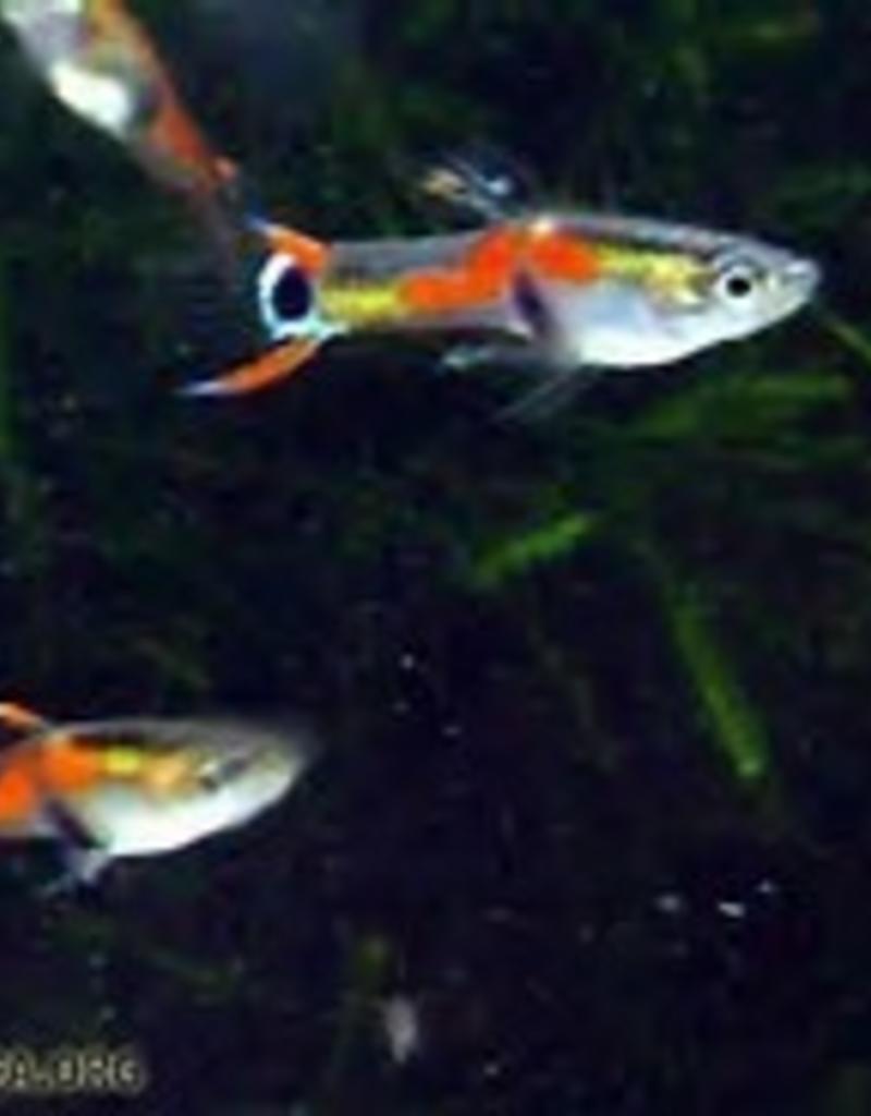 Feeder Guppies Freshwater Pet Central