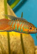 Flame Paradise Fish - Freshwater