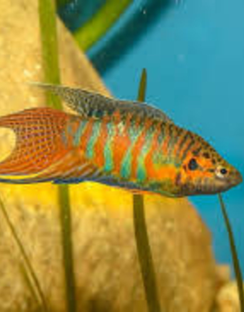 Flame Paradise Fish - Freshwater