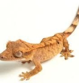 Crested Gecko