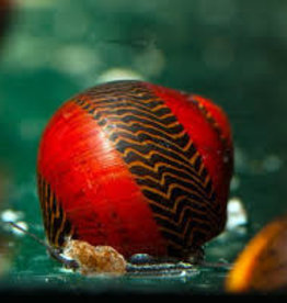 Red Chevron Nerite Snails - Saltwater