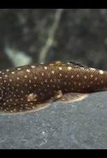 Borneo Sucker (Hillstream Loach) - Freshwater