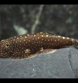 Borneo Sucker (Hillstream Loach) - Freshwater