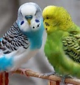 Budgie Birds  Parakeet