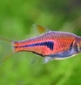 Espei (Lambchop) Rasbora - Freshwater