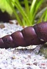 Devil Thorn Snail - Freshwater