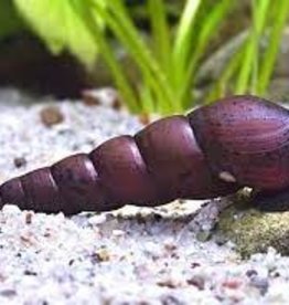 Devil Thorn Snail - Freshwater