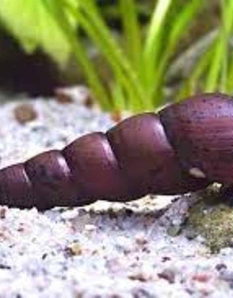 Devil Thorn Snail - Freshwater