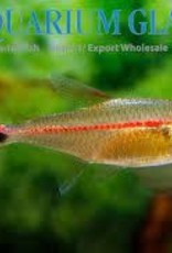 Red Stripe Tetra - Freshwater