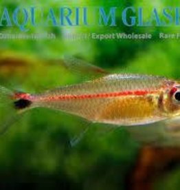 Red Stripe Tetra - Freshwater
